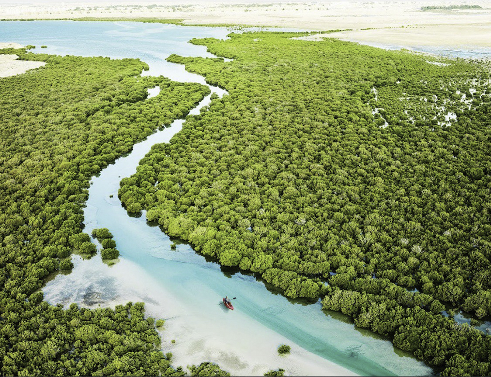 Мангровые леса Аль-Тахира — real photograph of Qatar, AL KHALIDIAH TOURISM private tours