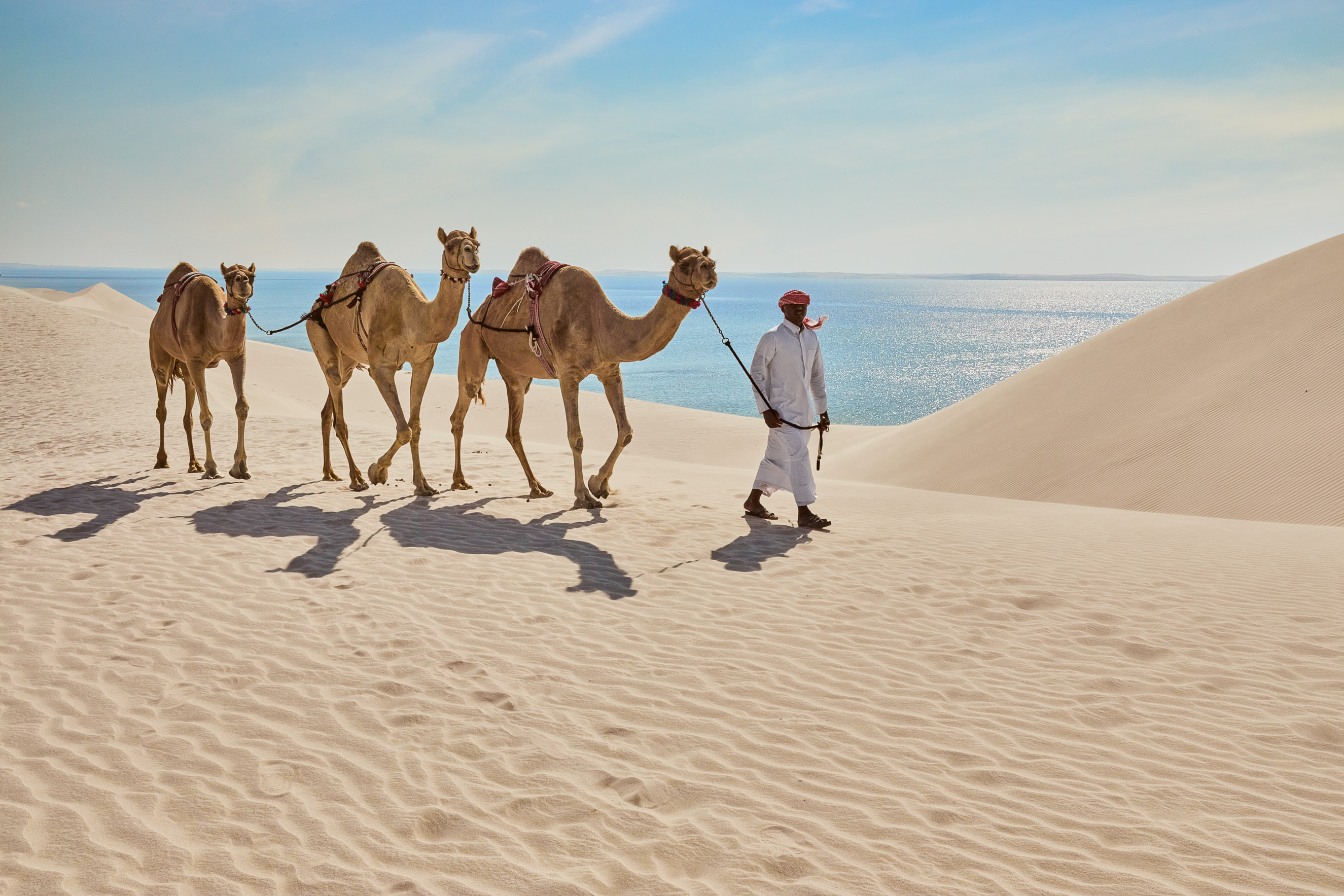 Караван верблюдов в дюнах — real photograph of Qatar, AL KHALIDIAH TOURISM private tours